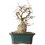 Carpinus coreana, 37 cm, ± 35 jaar oud