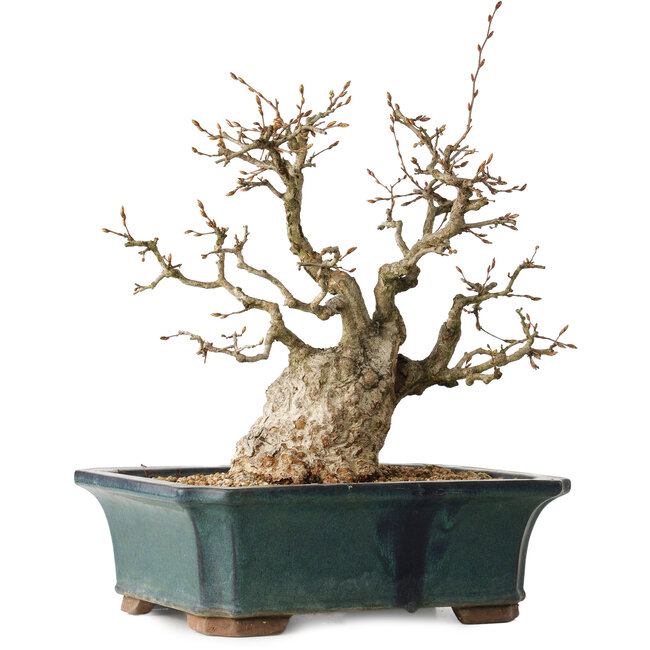 Carpinus coreana, 37 cm, ± 35 años