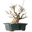 Carpinus coreana, 37 cm, ± 35 jaar oud
