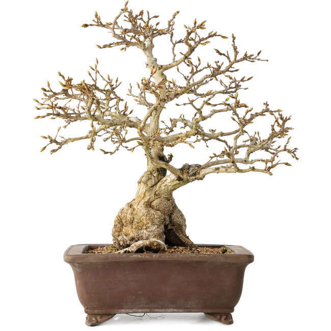 Carpinus coreana, 37 cm, ± 35 jaar oud