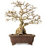Carpinus coreana, 37 cm, ± 35 jaar oud