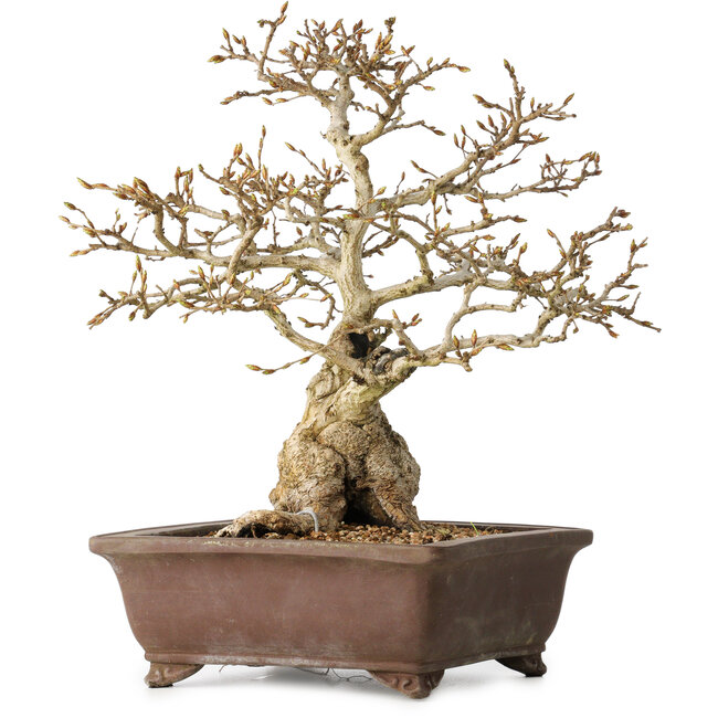 Carpinus coreana, 37 cm, ± 35 years old