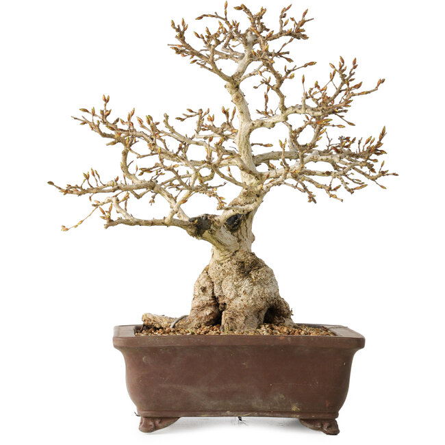 Carpinus coreana, 37 cm, ± 35 años