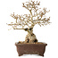 Carpinus coreana, 37 cm, ± 35 jaar oud