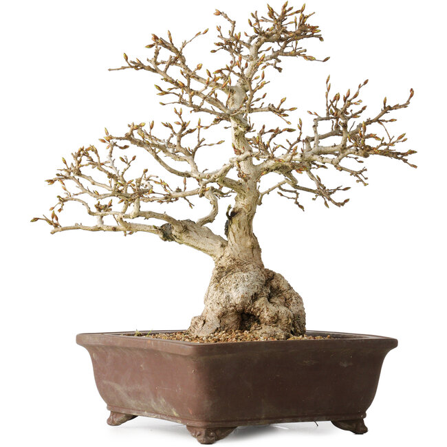 Carpinus coreana, 37 cm, ± 35 años