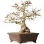 Carpinus coreana, 37 cm, ± 35 jaar oud
