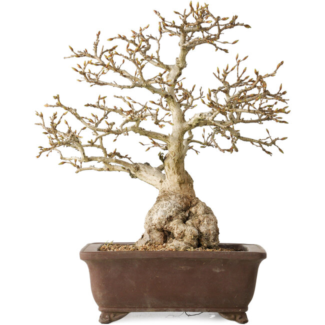 Carpinus coreana, 37 cm, ± 35 Jahre alt