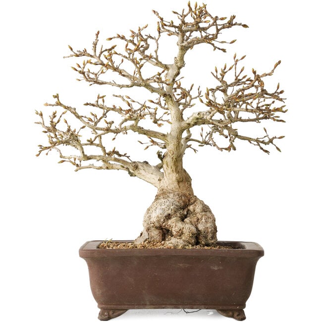 Carpinus coreana, 37 cm, ± 35 years old