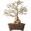 Carpinus coreana, 37 cm, ± 35 jaar oud