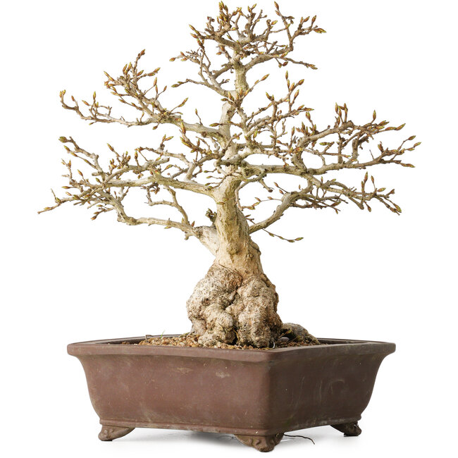 Carpinus coreana, 37 cm, ± 35 ans