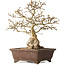 Carpinus coreana, 37 cm, ± 35 jaar oud