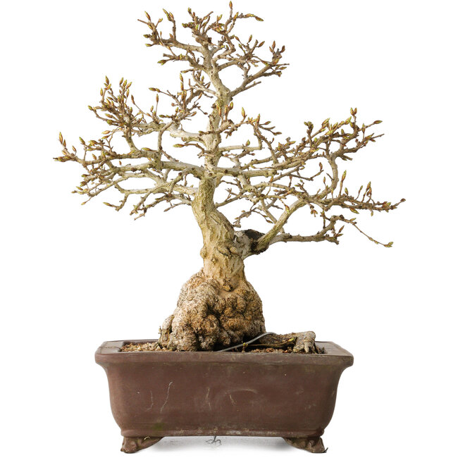 Carpinus coreana, 37 cm, ± 35 anni