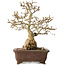 Carpinus coreana, 37 cm, ± 35 jaar oud