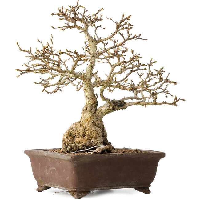 Carpinus coreana, 37 cm, ± 35 ans