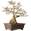 Carpinus coreana, 37 cm, ± 35 jaar oud