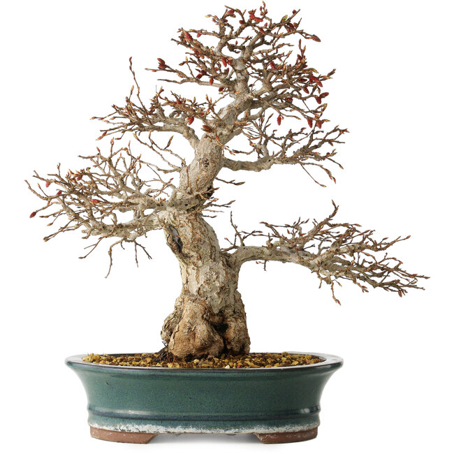 Carpinus coreana, 40 cm, ± 35 jaar oud