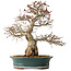 Carpinus coreana, 40 cm, ± 35 jaar oud