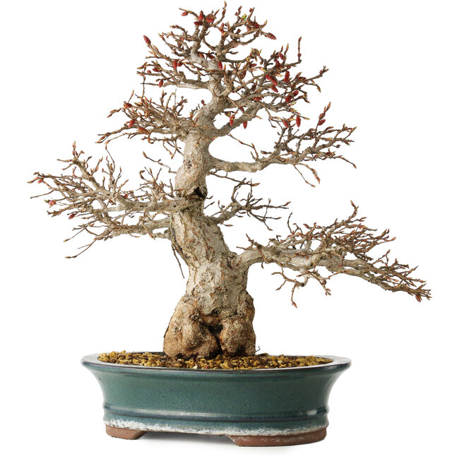 Carpinus coreana, 40 cm, ± 35 ans