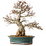 Carpinus coreana, 40 cm, ± 35 jaar oud