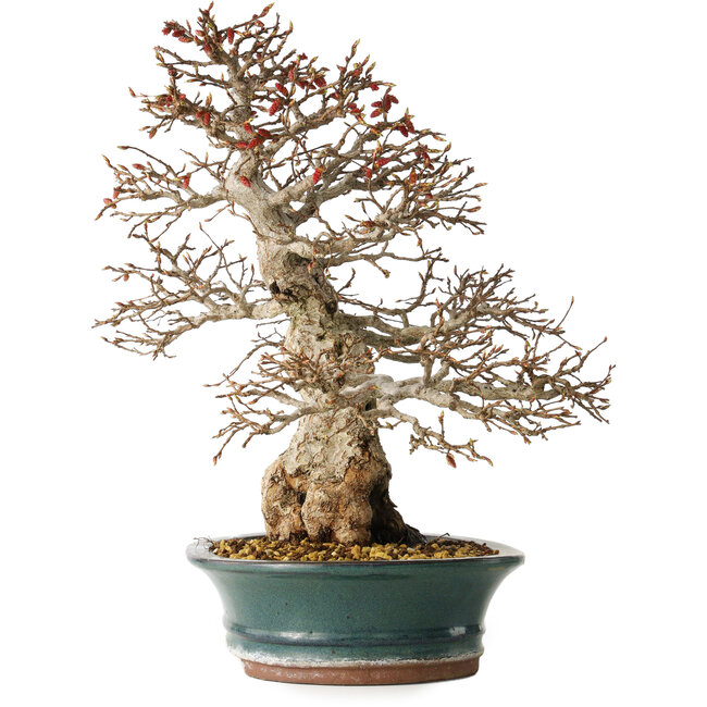 Carpinus coreana, 40 cm, ± 35 Jahre alt