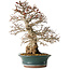 Carpinus coreana, 40 cm, ± 35 jaar oud