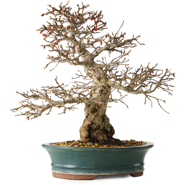 Carpinus coreana, 40 cm, ± 35 Jahre alt