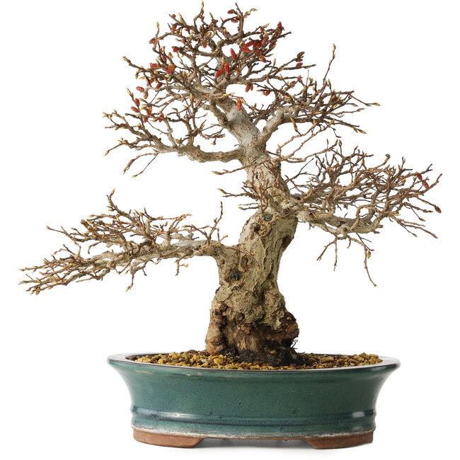 Carpinus coreana, 40 cm, ± 35 ans