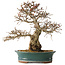 Carpinus coreana, 40 cm, ± 35 jaar oud
