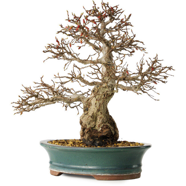 Carpinus coreana, 40 cm, ± 35 years old