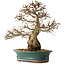 Carpinus coreana, 40 cm, ± 35 jaar oud