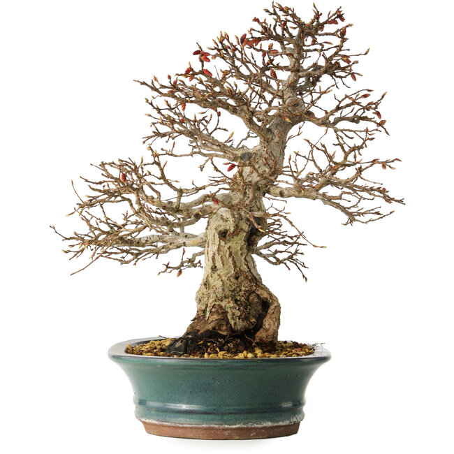 Carpinus coreana, 40 cm, ± 35 años