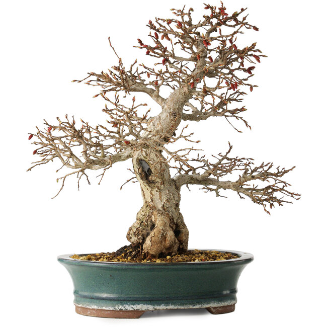 Carpinus coreana, 40 cm, ± 35 años