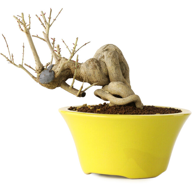 Punica granatum, 24 cm, ± 20 jaar oud