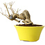 Punica granatum, 24 cm, ± 20 ans
