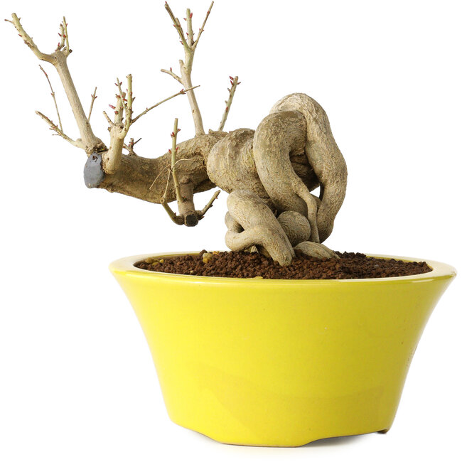 Punica granatum, 24 cm, ± 20 Jahre alt