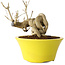 Punica granatum, 24 cm, ± 20 jaar oud
