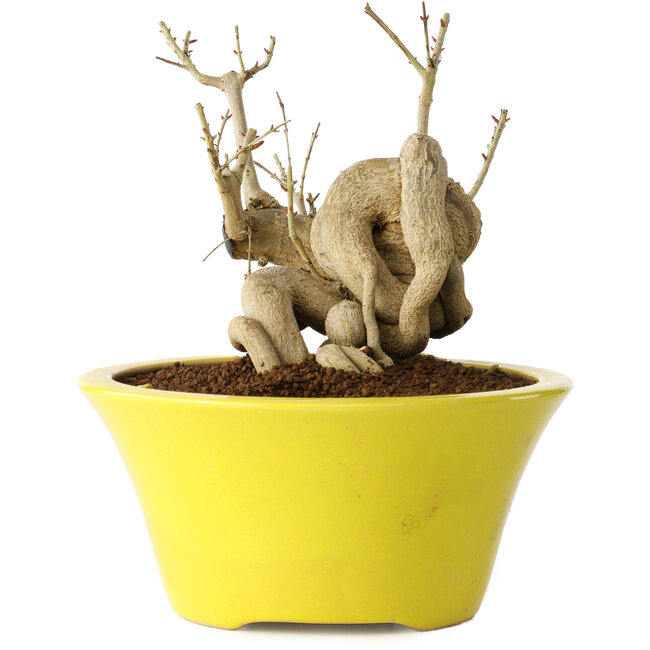 Punica granatum, 24 cm, ± 20 ans