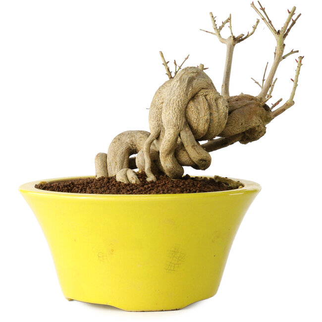 Punica granatum, 24 cm, ± 20 years old