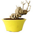 Punica granatum, 24 cm, ± 20 years old