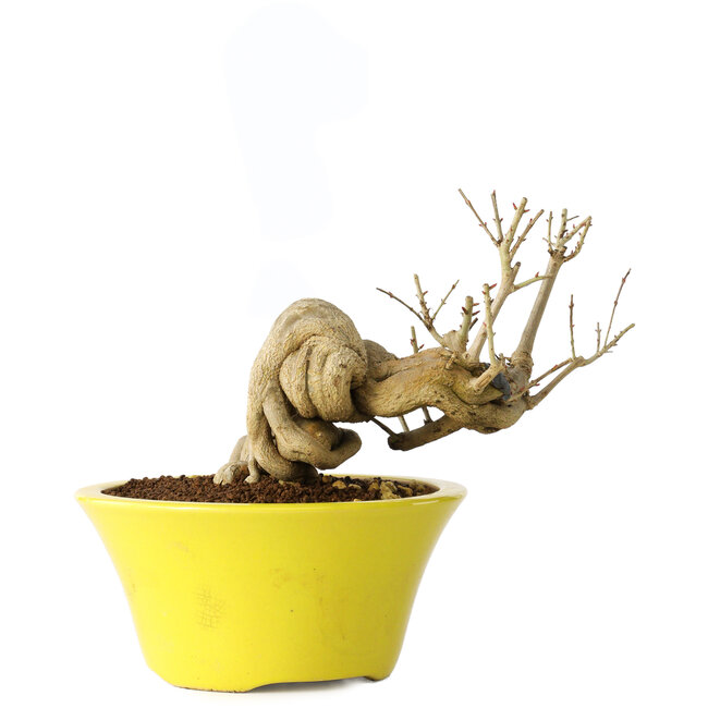 Punica granatum, 24 cm, ± 20 Jahre alt