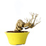 Punica granatum, 24 cm, ± 20 Jahre alt