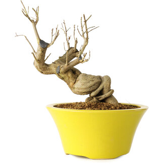 Punica granatum, 20 cm, ± 20 años