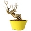 Punica granatum, 20 cm, ± 20 years old