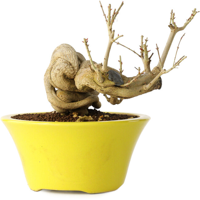 Punica granatum, 24 cm, ± 20 ans