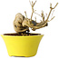 Punica granatum, 24 cm, ± 20 jaar oud