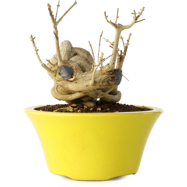 Punica granatum, 24 cm, ± 20 jaar oud