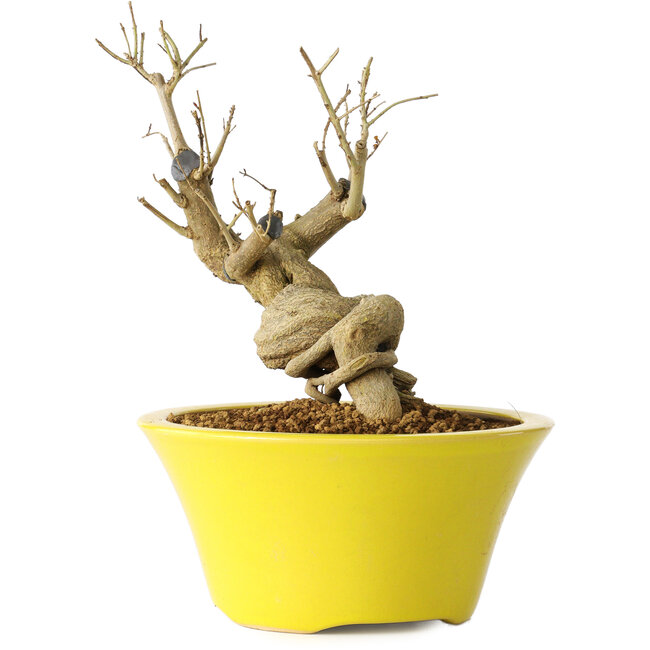 Punica granatum, 20 cm, ± 20 jaar oud