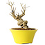 Punica granatum, 20 cm, ± 20 years old