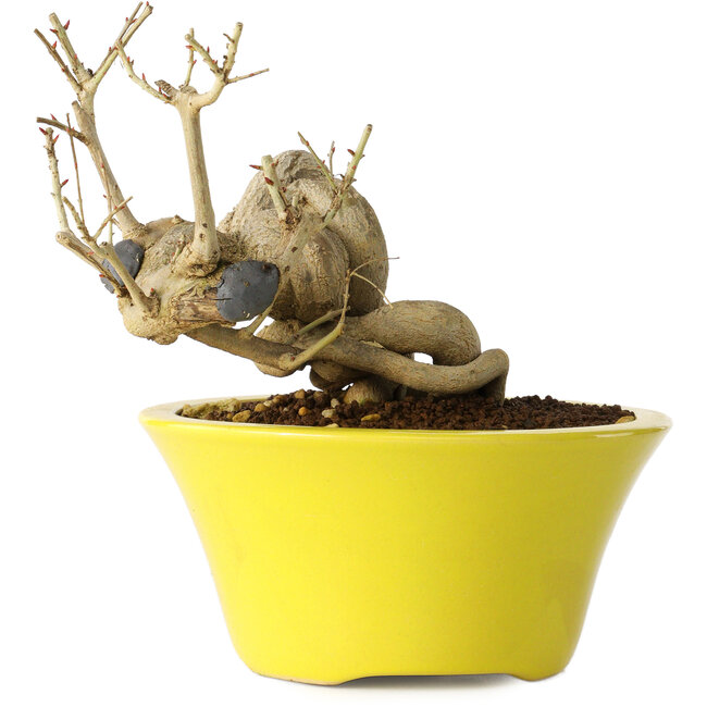 Punica granatum, 24 cm, ± 20 Jahre alt