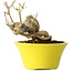 Punica granatum, 24 cm, ± 20 ans